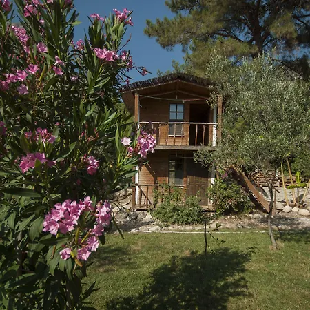 Chakra Kabak Faralya