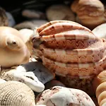 شاكرا بيتش كاباك فاراليا