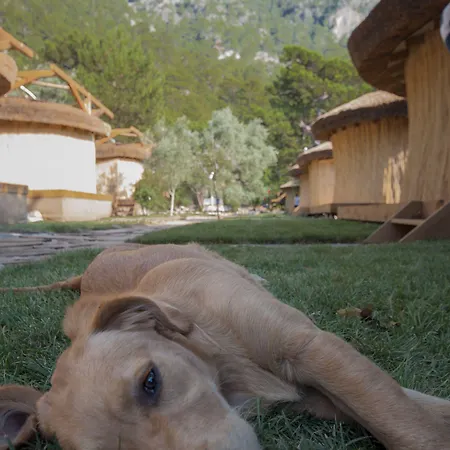 Chakra Kabak Faralya